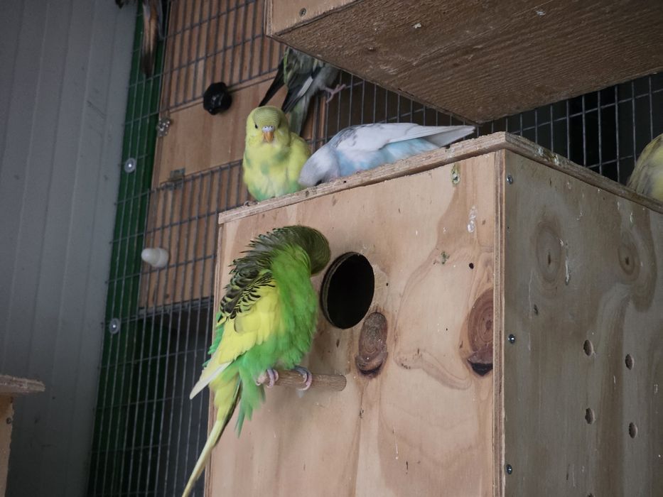 papagali amorezi/agapornis,nimfa,perus, cantator si colivii