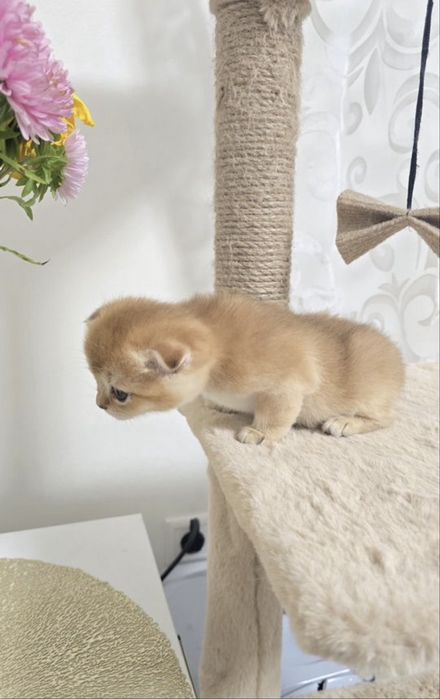Шотландская вислоухая кошечка