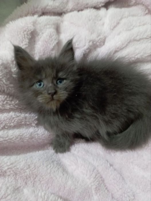 Продаю котят майн-кун