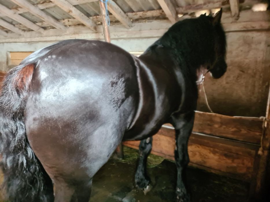 Vand sau Schimb Harmasar semi greu