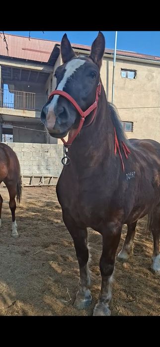 Продам супер кобылу хорошая