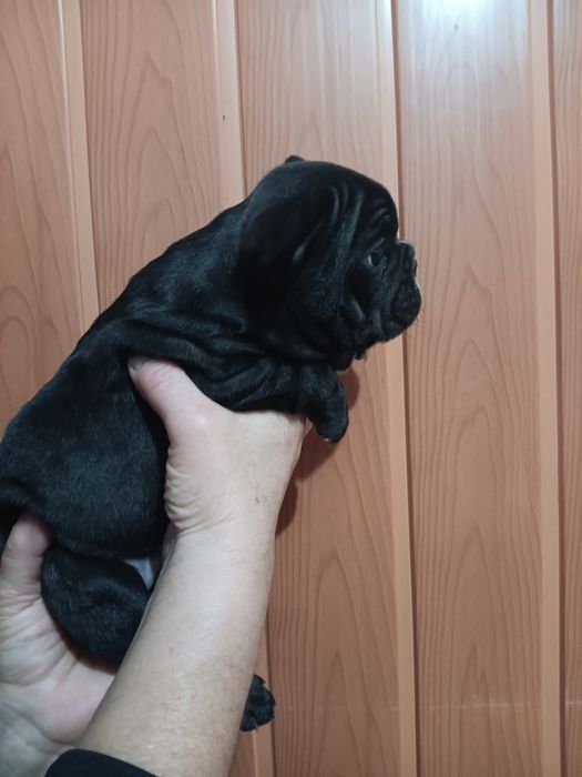 Френски булдог french bulldog
