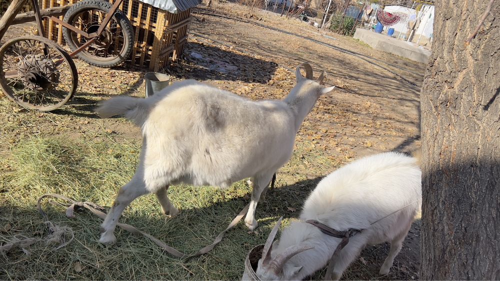 Сауатын Ешкі  сегіз айлық лағымен