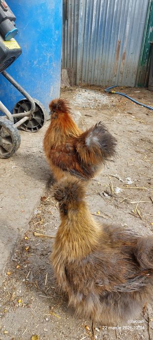 Motata japoneza familie 2+1