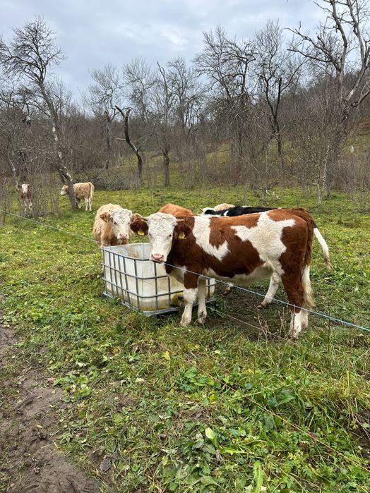 Viței sugari sau semiintarcati