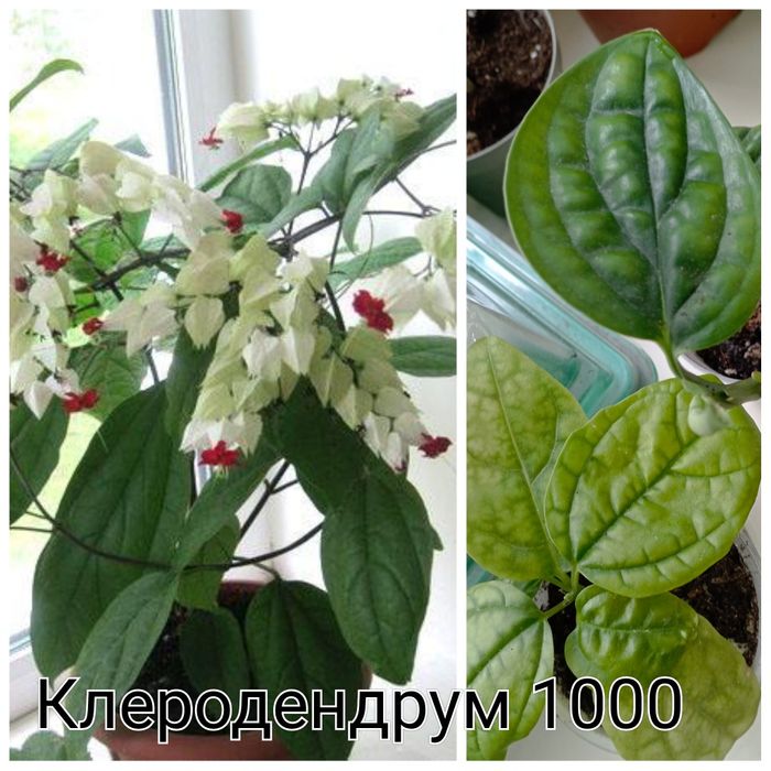 Госпожа Томпсона