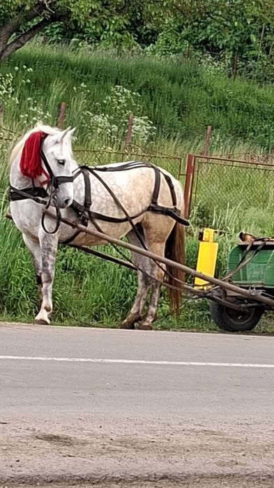 De vanzare iapa de 5 ani sau schimb