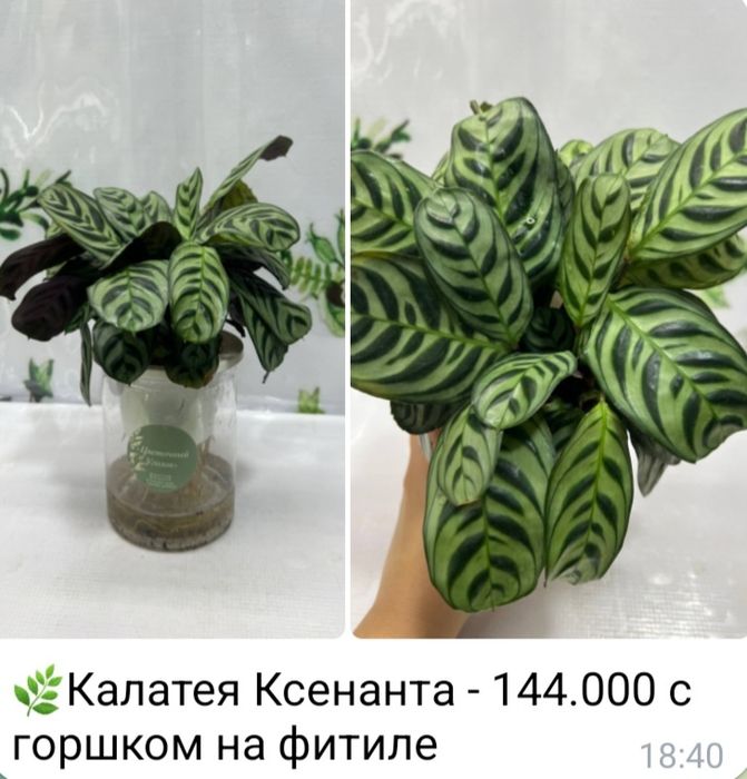 Гардения, Азалия, Хоя и др комнатные растения