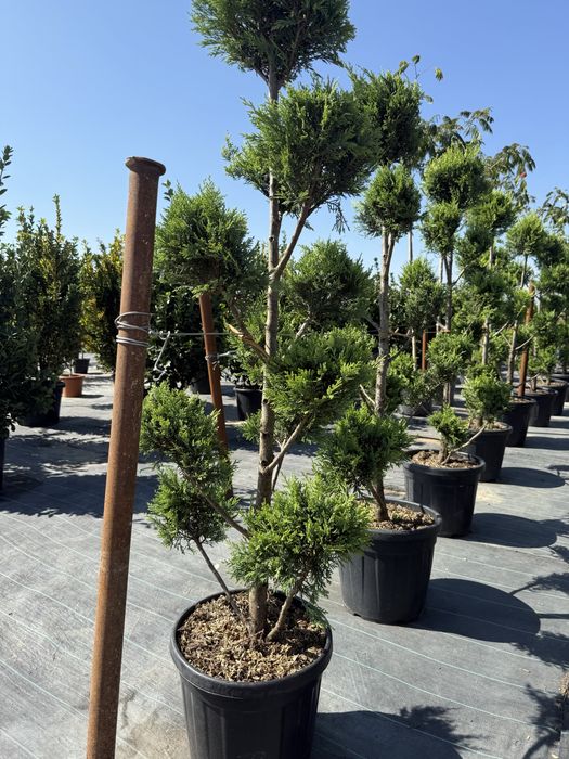 Plante pentru exterior