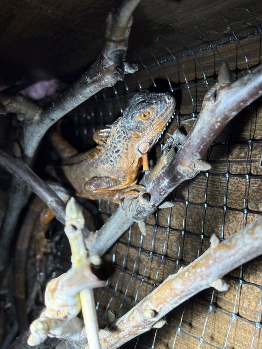 Red iguana 40-50 cm