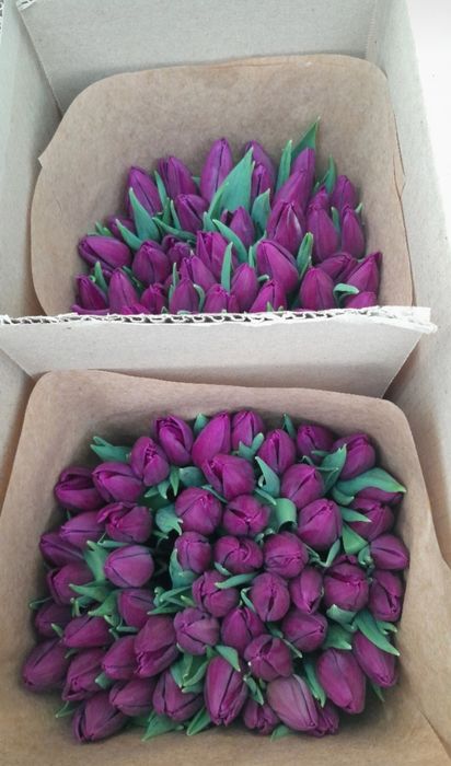 Тюльпаны    550тг.