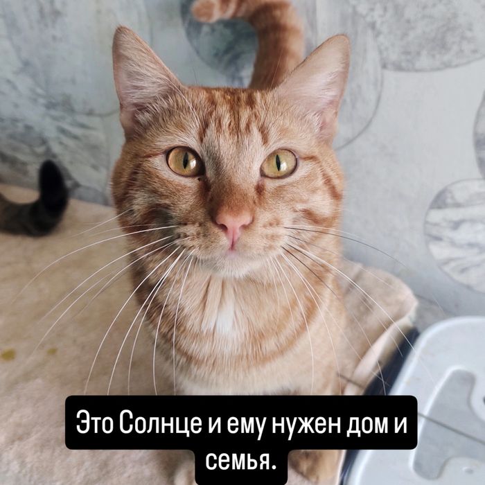 Отдам кота в добрые руки