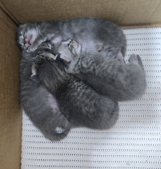 Продам котят 25000