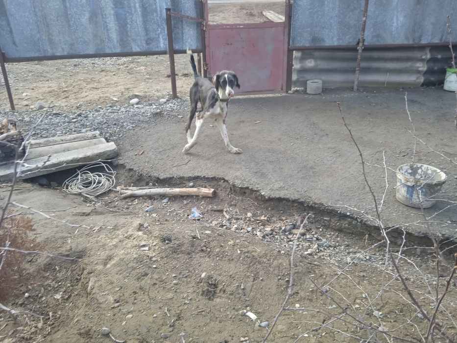 Продам тазы чистокровный