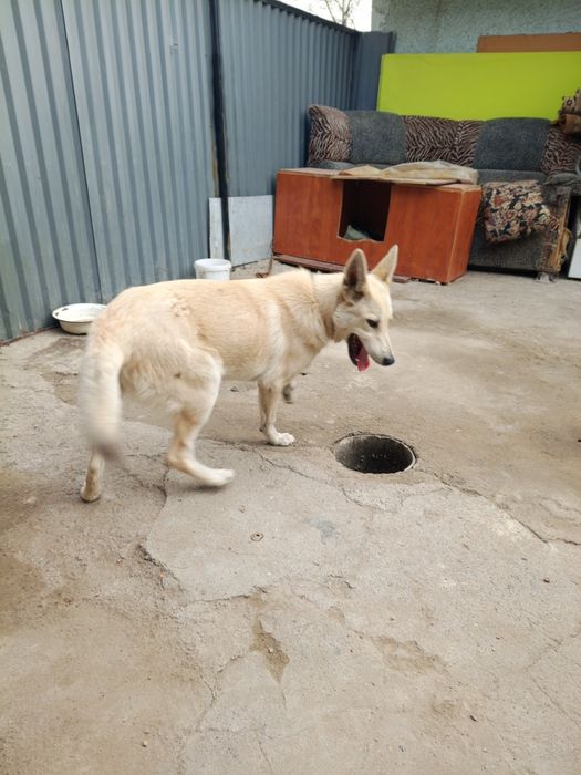 Отдам бобика бесплатно