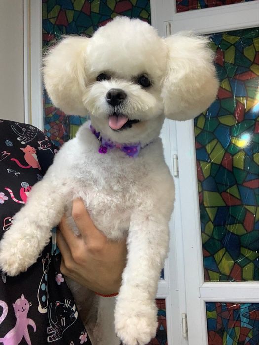 Scooby Style Pet Salon