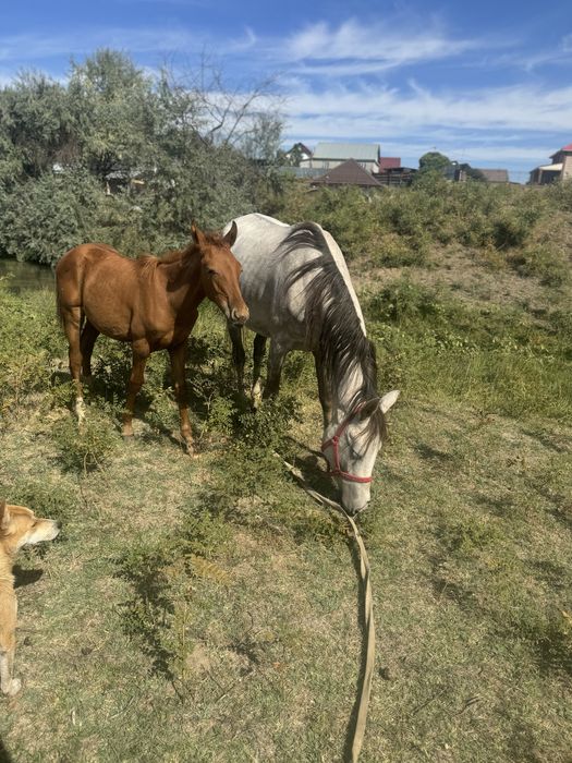 Продам кобылу с жеребенком