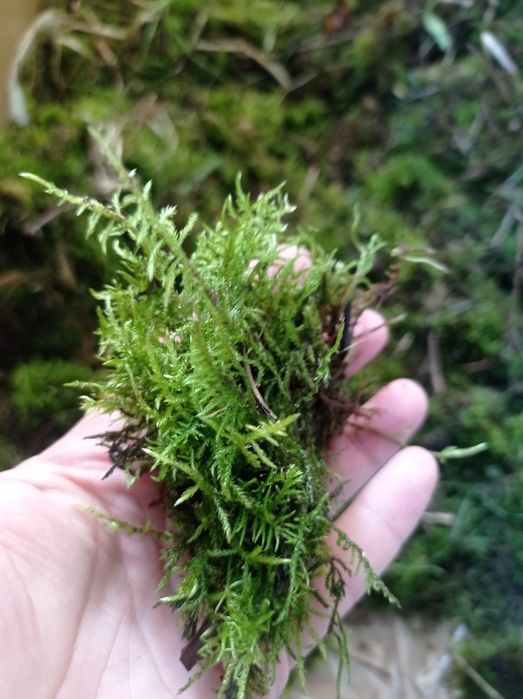 Мох (грунт улиткам)