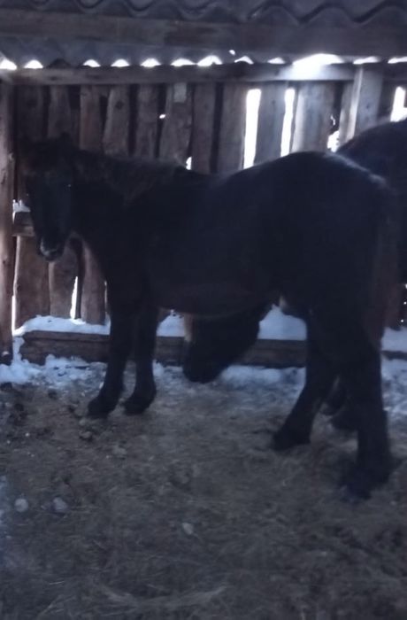 2 жабағы сатам ұрғашы