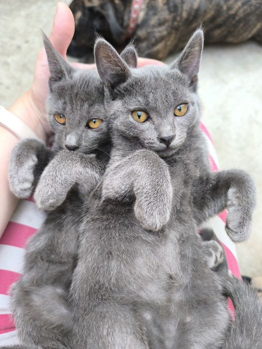 Отдам котят в хорошие руки