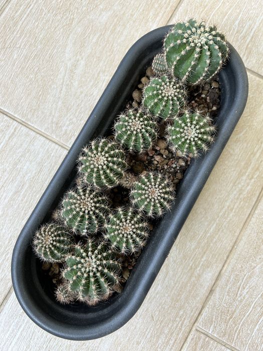 Кактус декоративный