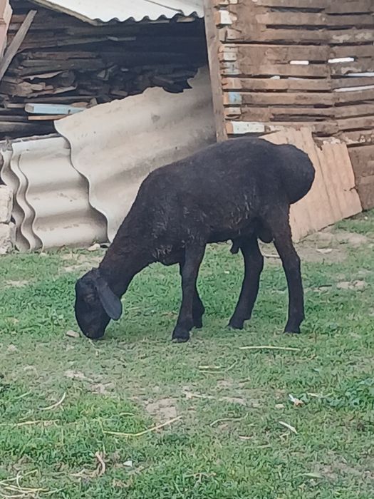 Qassob serviz xizmati