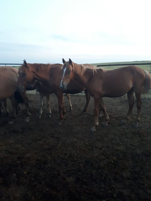 Продам лошадей с жеребятами