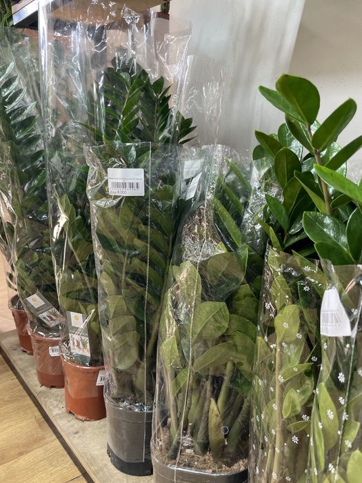 Долларовое дерево