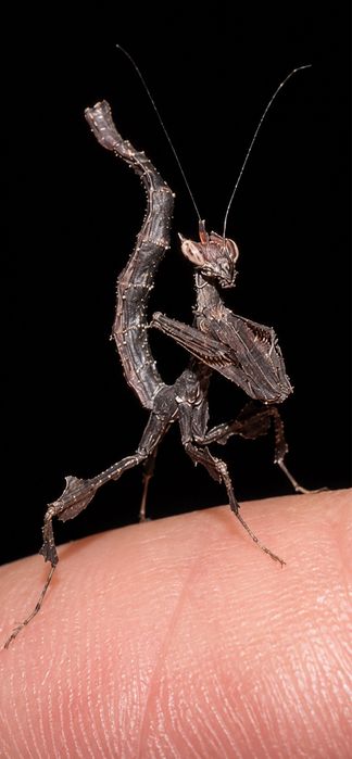 Stenophylla lobivertex Dragon Mantis Călugăriță Dragon Peruviană/Minunea planetei hrana viermi pt pești animal companie spectaculor unic iasi tg cucu