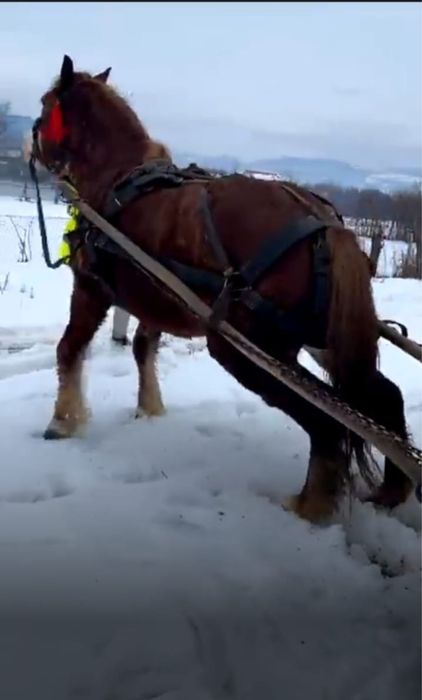 Vand cal castrat de 6 ani