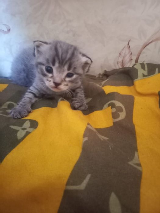 Продам котят за 5000