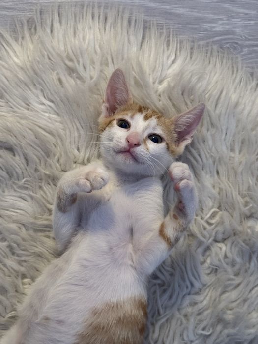 Puiuti de pisica pentru adoptie responsabila!
