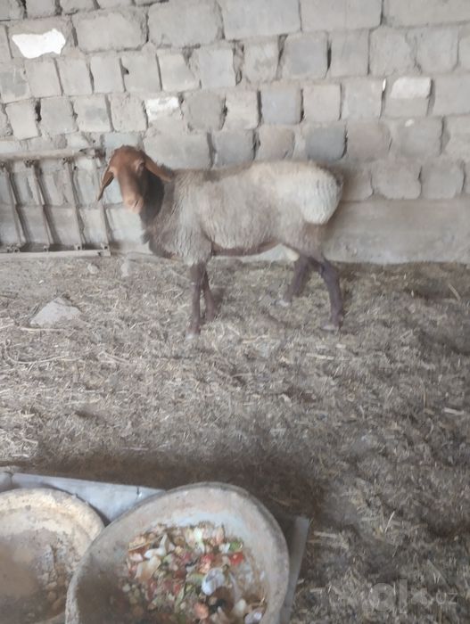 Qazoqi Quy va Hisori Quchqor sotiladi