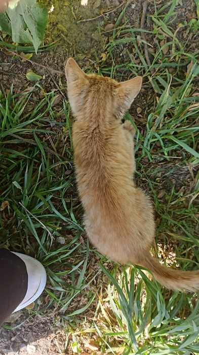 Отдаю даром котёнка