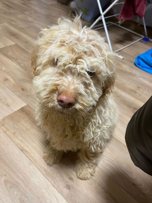 Лагото Романьоло