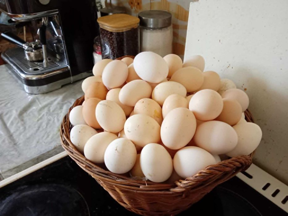 Домашни, пресни яйчица