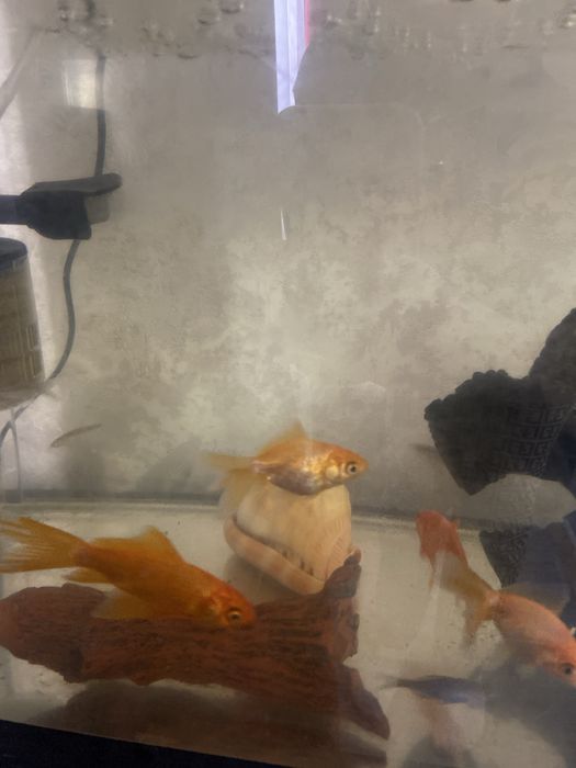 Аквариум б/у с рыбками.