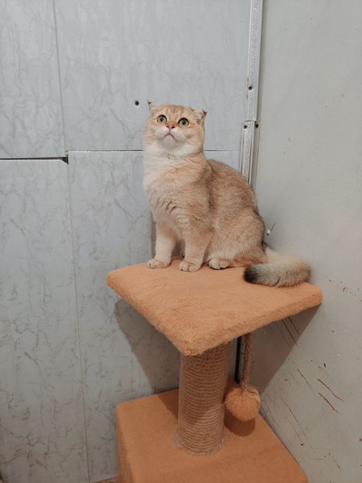 Шиншилла Фолд золотая 5мес