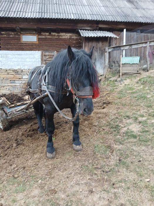 Armăsar învățat de 4 ani