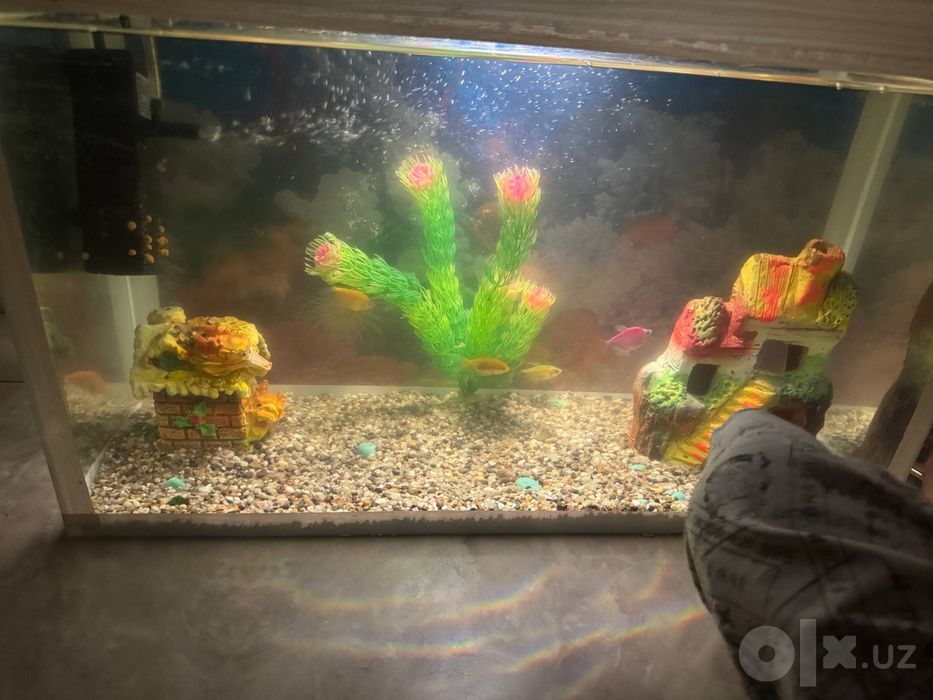 Akvarium sotiladi srochna