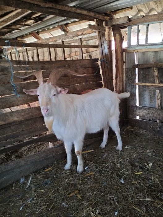 Vând țap saanen.