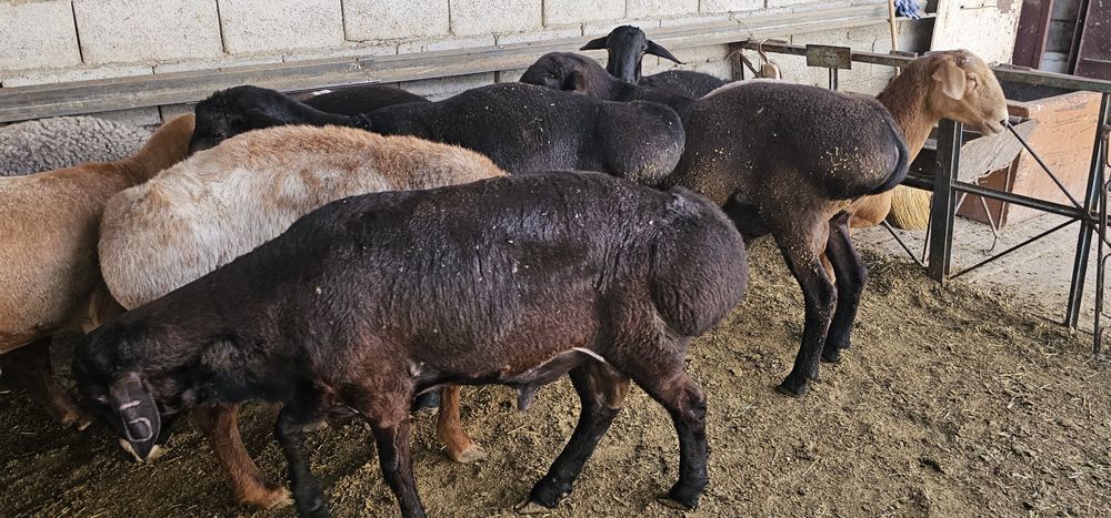 Кучкорлар Сотилади