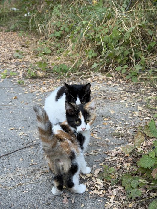 Котята ищут дом!!
