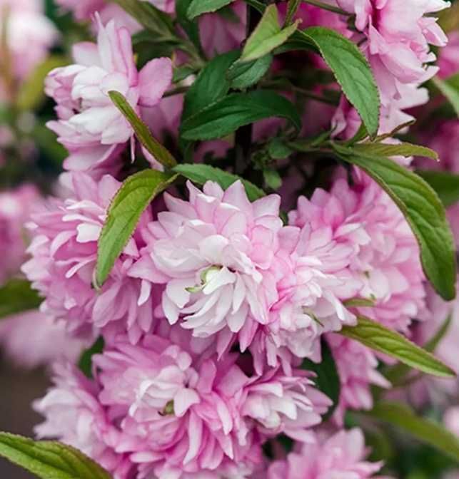 Butas / Răsad pt plantat de Trandafir Domnesc sau Kerria Japonica, fluorescenta bogata