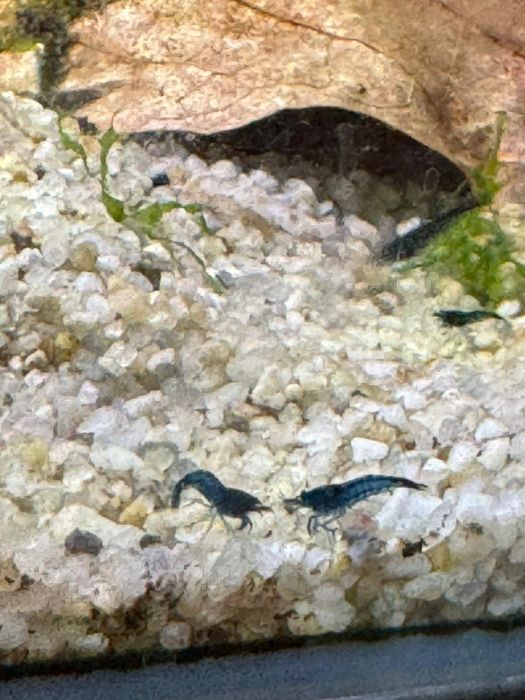 Creveti blue dream neocaridina acvariu