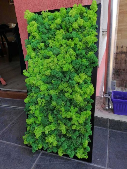 Пано от скандинавски мъх , Пана и картини по поръчка , декорация зелен скандинавски мъх с рамка или без