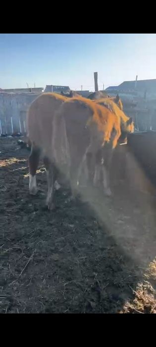 Продам жеребят. .