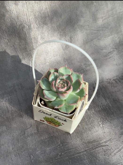 Тойбастар растения суккуленты