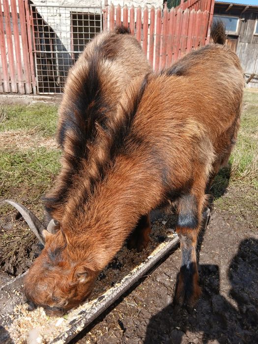 Iezi,masculi,rasa alpina-francezi