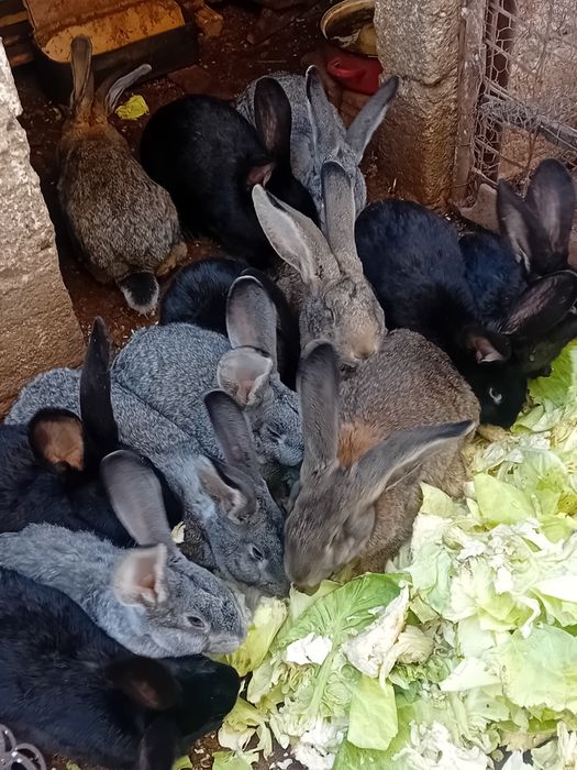 Carcasă 35 lei Klg ,3,5 Klg bucata!